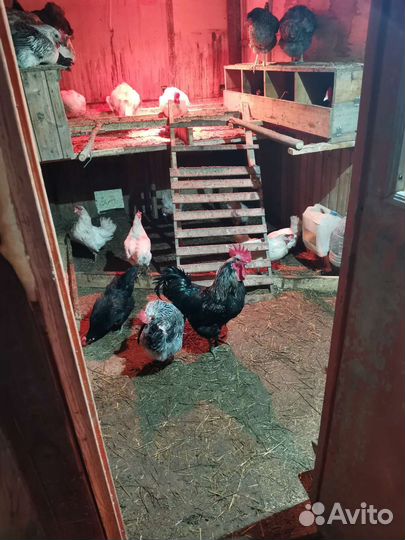 Продам яйца, и петухов