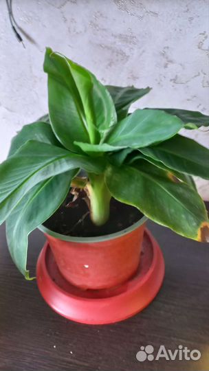 Комнатные растения