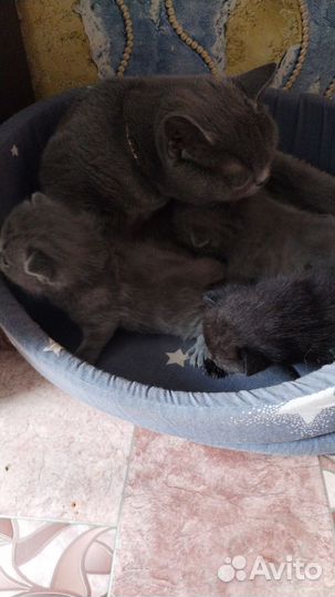 Котятки британец