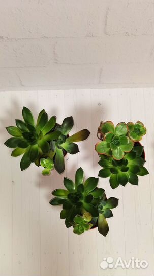 Суккуленты, эчеверия Миранда