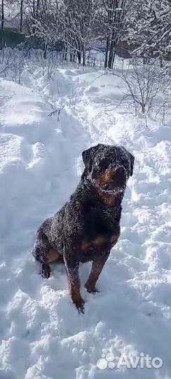 Щенки ротвейлера продажа