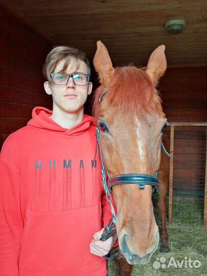 Катание на лошади,конные прогулки