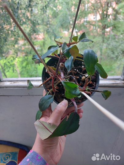 Эпипремнум, филодендрон