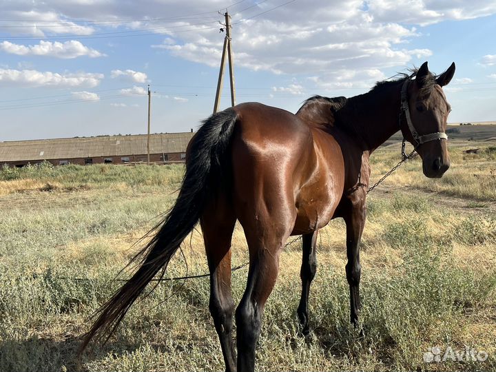 Продам кобылу