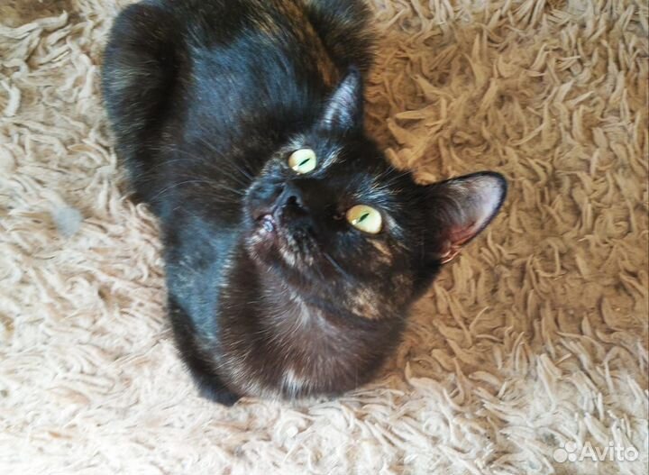 Полубританка Черничка