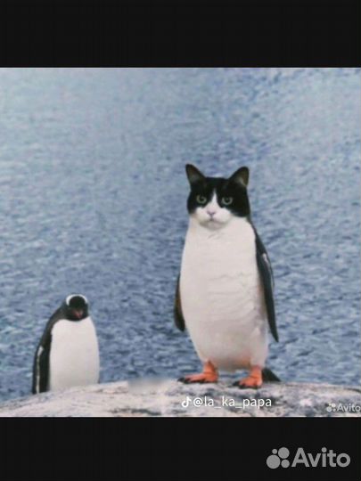 Делаю аватарки