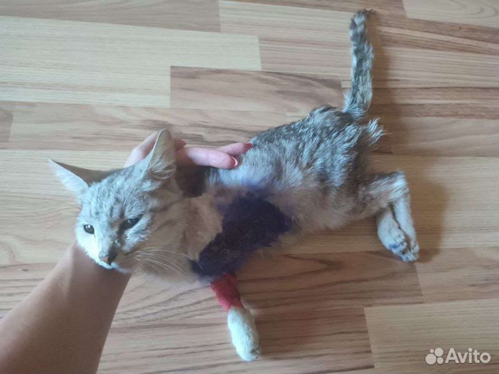 Котенок Девочка трехлапочка. В добрые руки