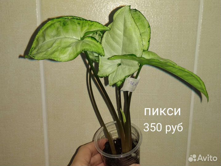 Домашние растения