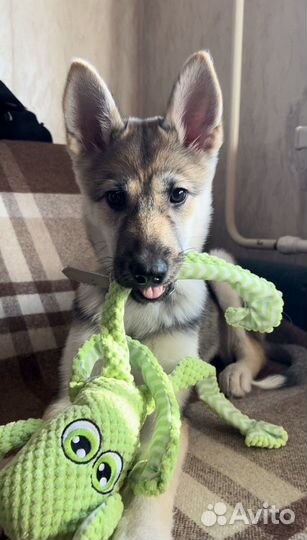 Выгул собак. Уход за животными