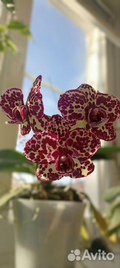 Орхидея фаленопсис
