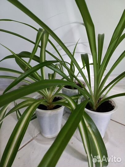 Хлорофитум