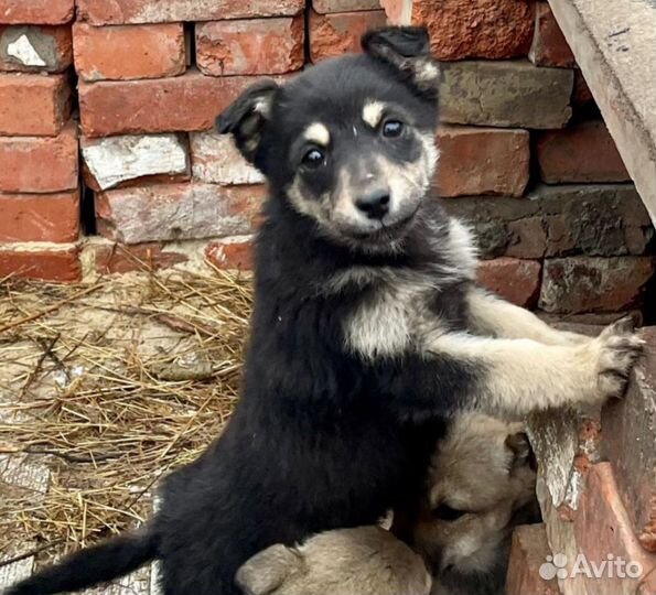 Милые девчули хотят обрести свой дом