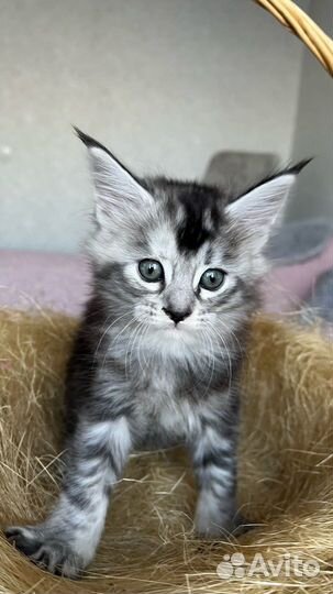 Котята мейнкуна
