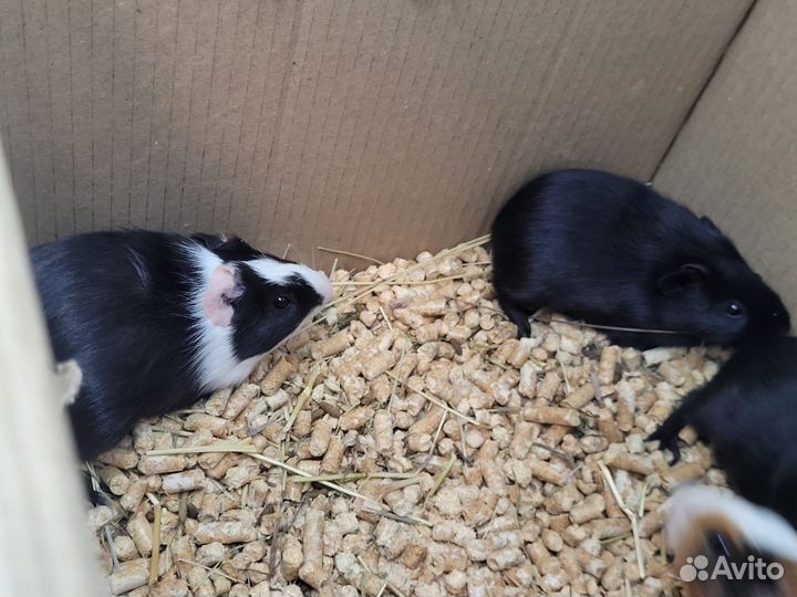 Морские свинки