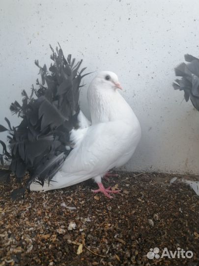 Голуби Павлины