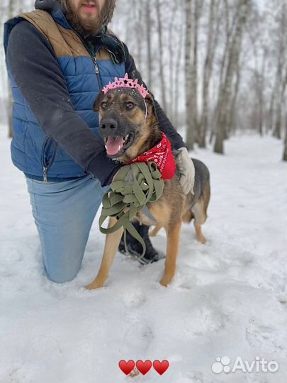 Собака в добрые руки