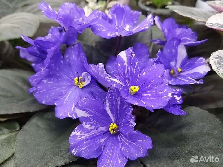 Сортовые фиалки