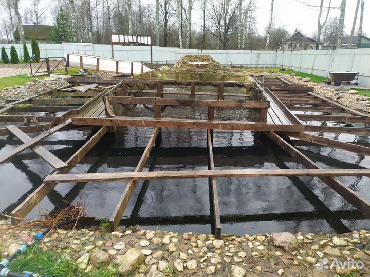 Живая радужная форель