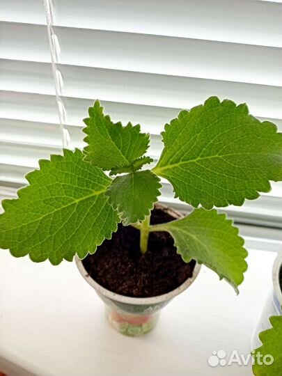 Мята, Перец острый