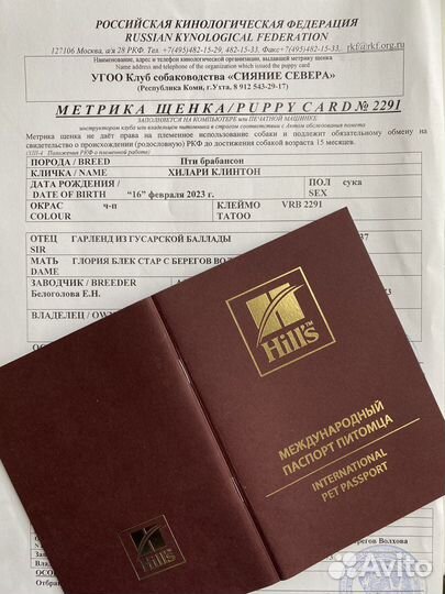 Щенок пти брабансона