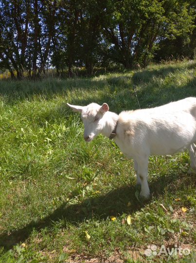 Коза камолоя