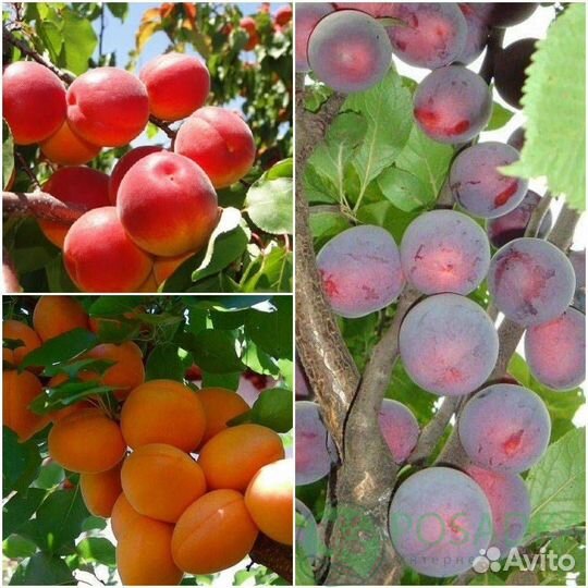 Саженцы на нескорослом подвой абрикоса