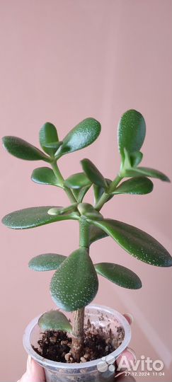 Крассула (денежное дерево)