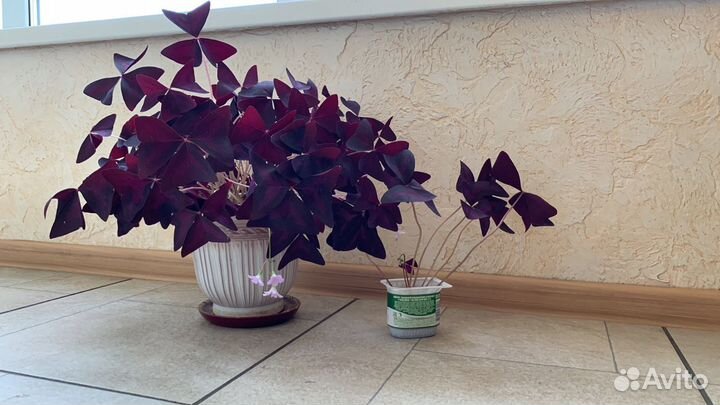 Кислица оксалис (бабочка), фуксия