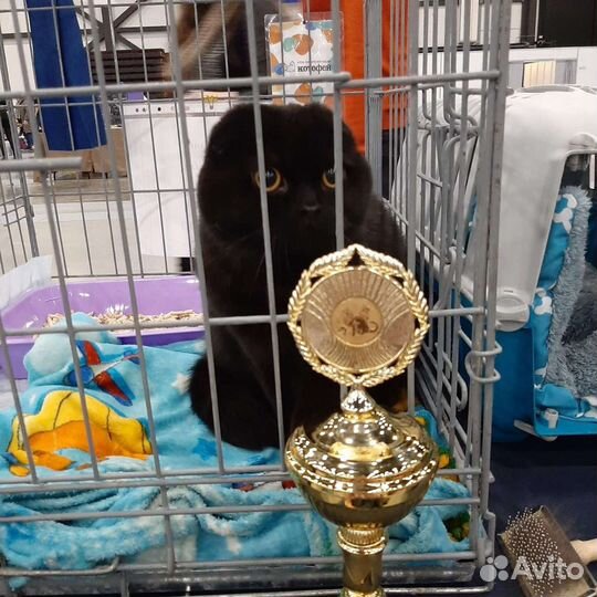 Чёрная Багира скоттиш страйт