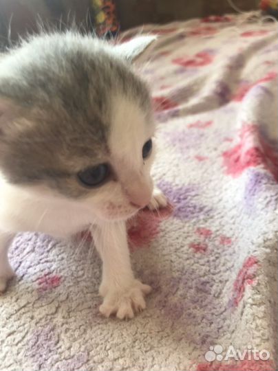 Котята в добрые руки даром