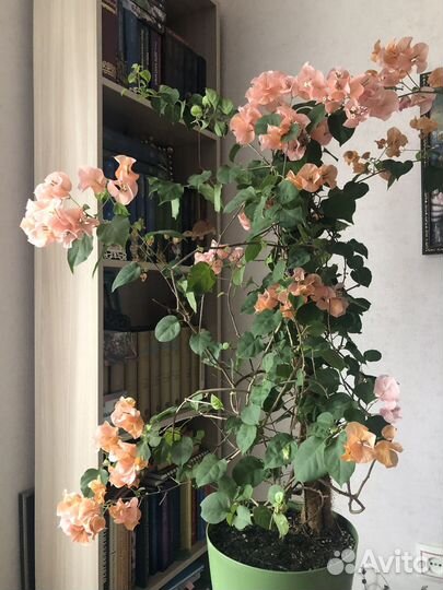 Бугенвилия