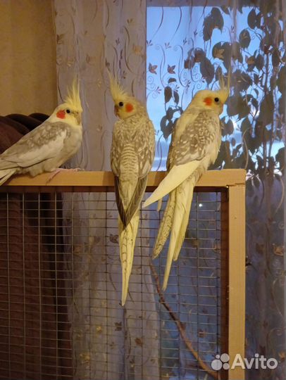 Попугай корелла птенец