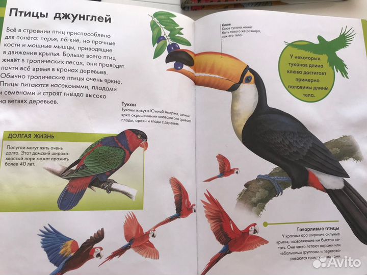 Энциклопедия животных, рыб и насекомых для детей