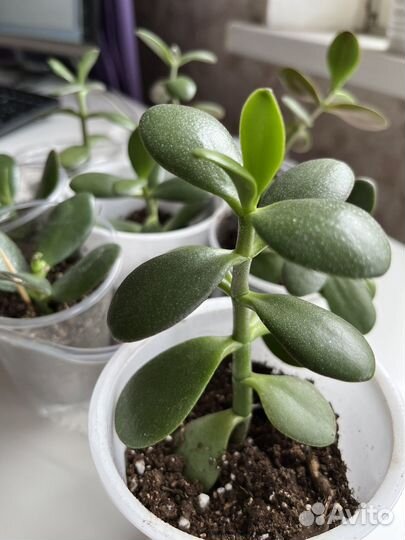 Денежное дерево Крассула толстянка