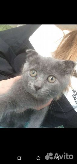 Вислоухий котёнок