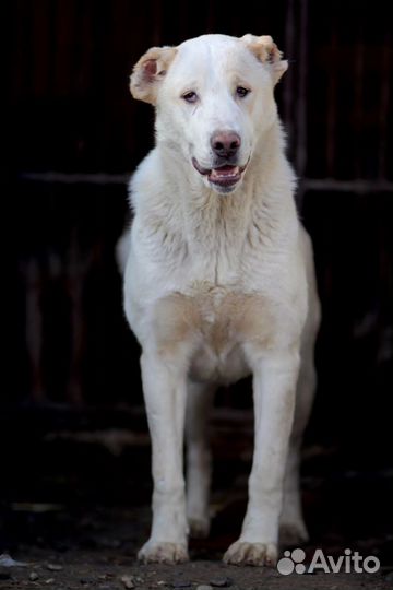 Ищет дом замечательная Собака Снежа