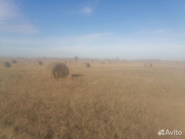 Продам сено в рулонах