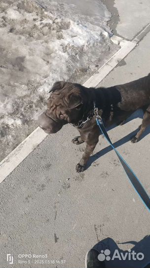 Выгул собак