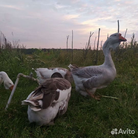 Гуси холмагоры