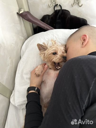 Йорк мини кобель для вязки