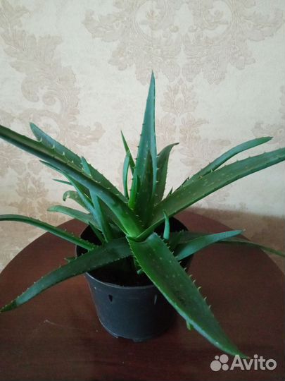 Алоэ вера лечебный