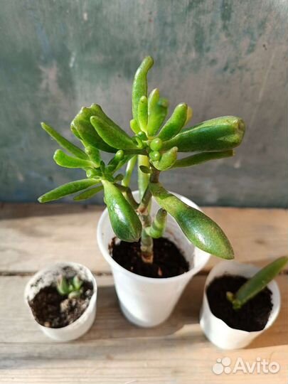 Черенки укорененные, комнатные растения