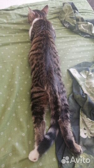 Кошка бесплатно
