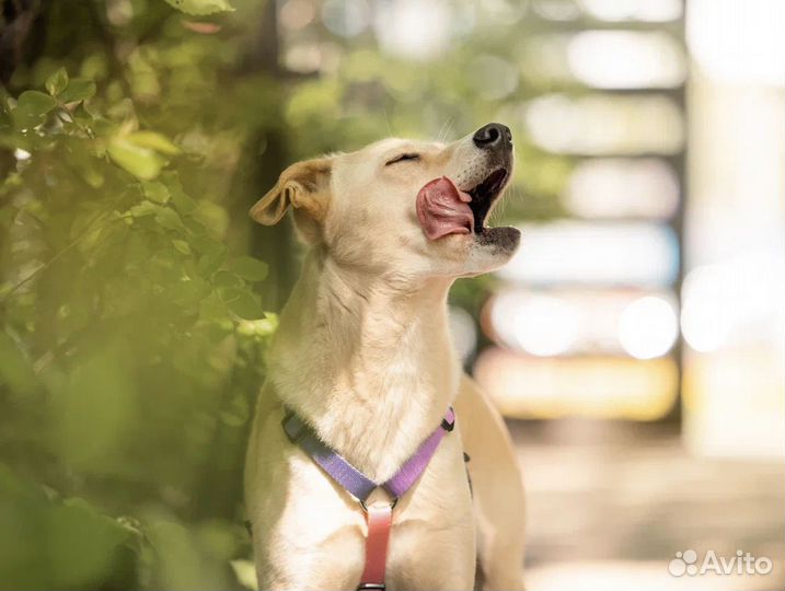 Маленькая собака в добрые руки