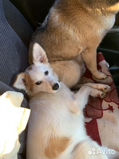 Собака щенок девочка