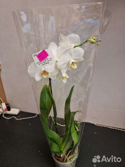 Фаленопсис. Орхидея