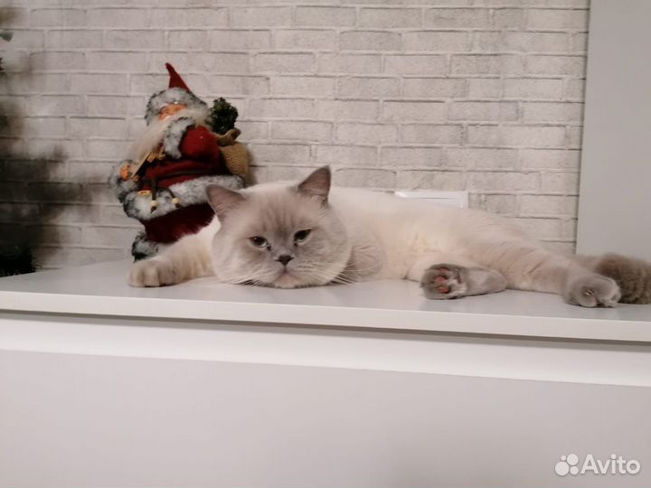 Кот вязка