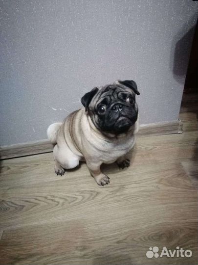 Вязка мопс мальчик