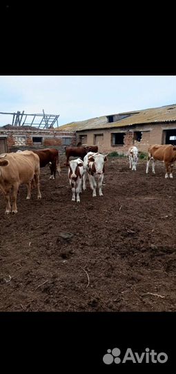 Тёлка с теленком