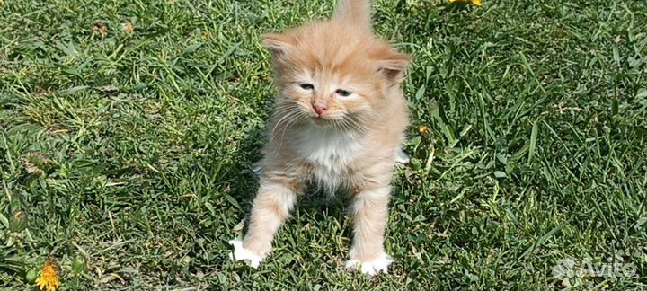 Кошка